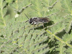 Andrena chalcogastra
