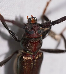 Xystrocera virescens