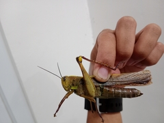 Valanga nigricornis