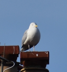 Larus argentatus