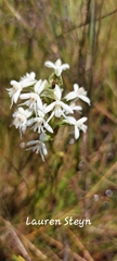 Habenaria subaequalis