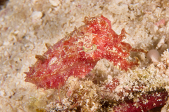 Sepia papuensis
