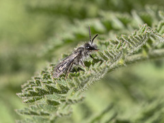 Andrena chalcogastra