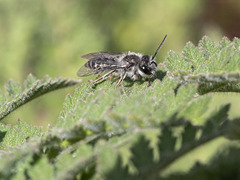 Andrena chalcogastra