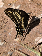 Papilio