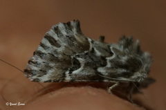 Cleonymia baetica