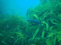 Olisthops cyanomelas