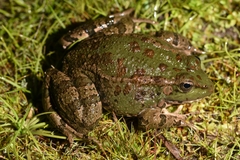 Pelophylax saharicus