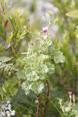 Pelargonium greytonense