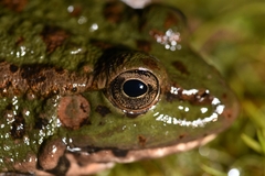 Pelophylax saharicus
