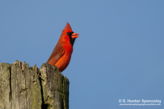 Cardinalis cardinalis
