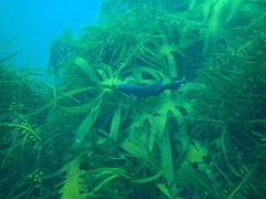 Olisthops cyanomelas