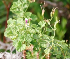 Pelargonium greytonense