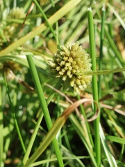 Cyperus michelianus
