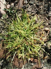 Cyperus michelianus