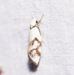 Cosmaresta anarrecta