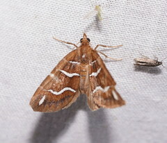 Chaetolopha leucophragma