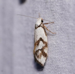 Cosmaresta anarrecta