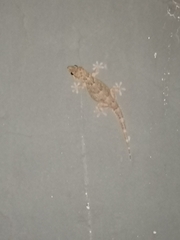 Chondrodactylus bibronii