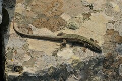 Podarcis erhardii