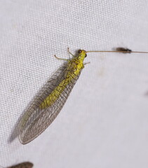 Calochrysa extranea