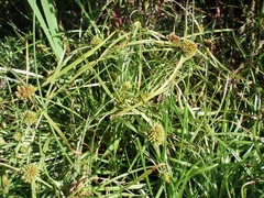 Cyperus michelianus