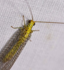 Calochrysa extranea
