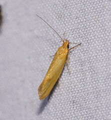 Telocharacta hemicroca