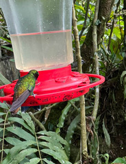 Microchera cupreiceps