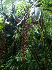 Heliconia longa
