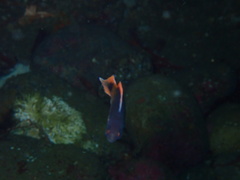 Trachinops caudimaculatus