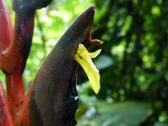Heliconia longa