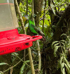 Microchera cupreiceps