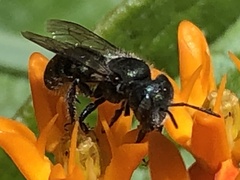 Osmia