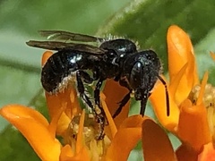 Osmia
