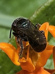 Osmia
