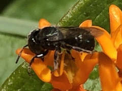 Osmia