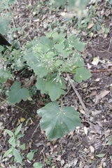 Pelargonium papilionaceum