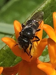 Osmia
