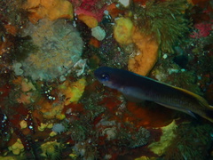 Trachinops caudimaculatus