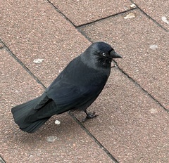 Corvus monedula