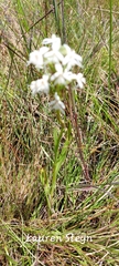 Habenaria subaequalis
