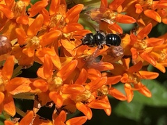 Osmia