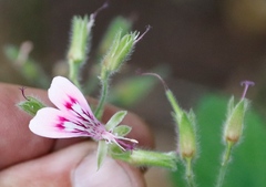 Pelargonium papilionaceum