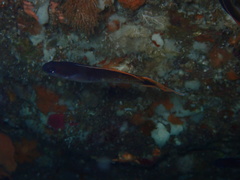 Trachinops caudimaculatus