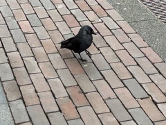 Corvus monedula