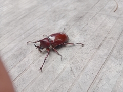 Xylotrupes gideon gideon