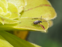 Bruchidius bimaculatus