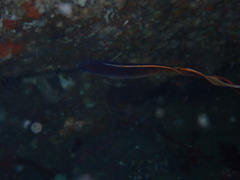 Trachinops caudimaculatus