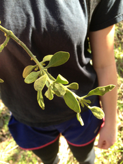 Phoradendron leucarpum tomentosum